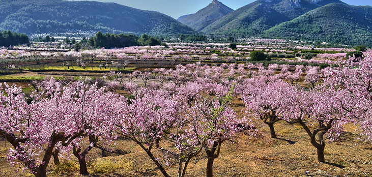 Almond blossom in the Jalon Valley